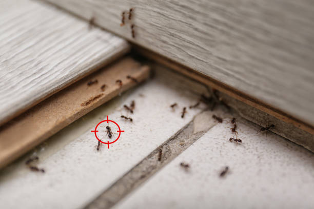 Best Cockroach Control Services  in Aurora, SD
