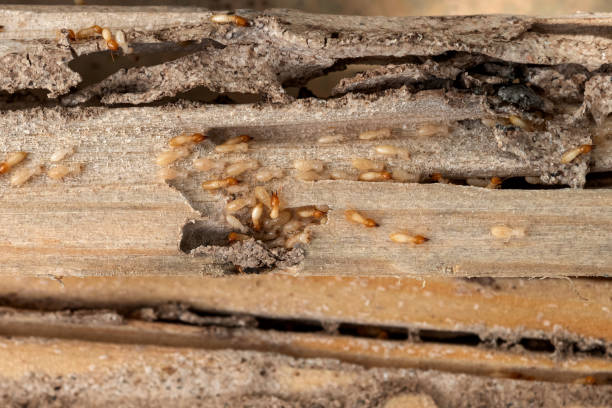 Best Local Pest Control Services  in Aurora, SD